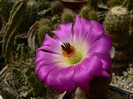 echinocereus_rigidissimus_L 088 (2)