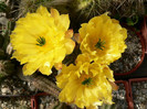 echinocereus_subinermis_fl