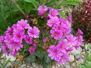 lewisia_cotyledon