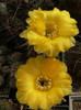 lobivia_aurea_v.callochrysea