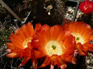 lobivia_haematantha_v.kuehnrichii