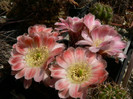 lobivia_lateritia_v.citriflora_WR 748