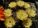 lobivia_lateritia_v.cotagaitensis