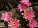 lobivia_mistiensis_KK
