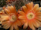 lobivia_pugionacantha_v.rossii_fl