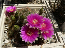 lobivia_tiegeliana_v.distefanoiana