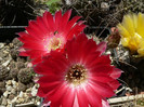 lobivia_wrightiana_ssp.winteriana