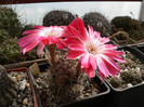 lobivia_wrightiana_v.winteriana