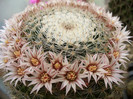 mammillaria_formosa