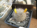 mammillaria_grahamii_fruxte