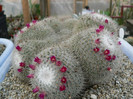 mammillaria_martinezii_1