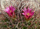 mammillaria_mystax_VO 160_M