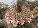 mammillaria_papasquiarensis