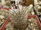 mammillaria_perezdelarosae