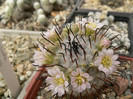 mammillaria_perezdelarosae_1