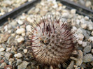 mammillaria_perezdelarosae_ssp.andersoniana_boboci&fructe