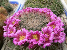 mammillaria_rubrograndis_Dag