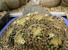 mammillaria_schiedeana_1