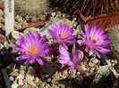 mammillaria_theresae