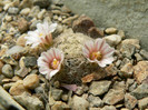 P1110459