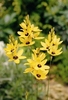 Ixia Yellow Emperor