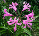 Nerine Bowdeni