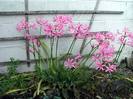 Nerine bowdenii 2