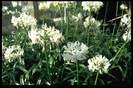 INDISPONIBIL Nerine flexuosa alba