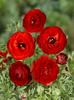 Ranunculus asiaticus Aviv red