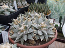DSCF4097