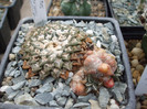 DSCF4104