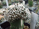 DSCF4105