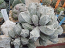 DSCF4109