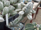 DSCF4110