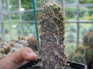 DSCF4118