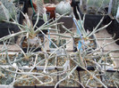 DSCF4119