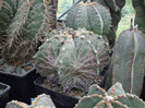 DSCF4123