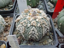 DSCF4128