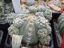 DSCF4129