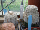DSCF4133