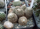 DSCF4134