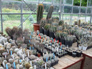 DSCF4137