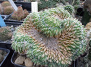 DSCF4140