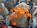 DSCF4143