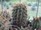 DSCF4144