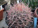 DSCF4148