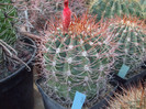 DSCF4149