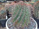 DSCF4152