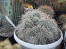 DSCF4155