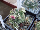 DSCF4157